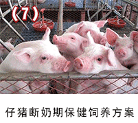 仔豬斷奶期保健飼養方案